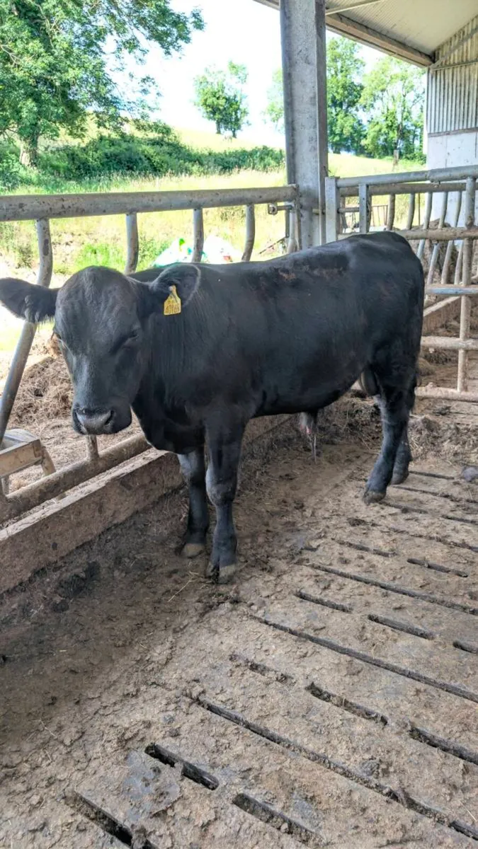 PBR Bulls - Image 4