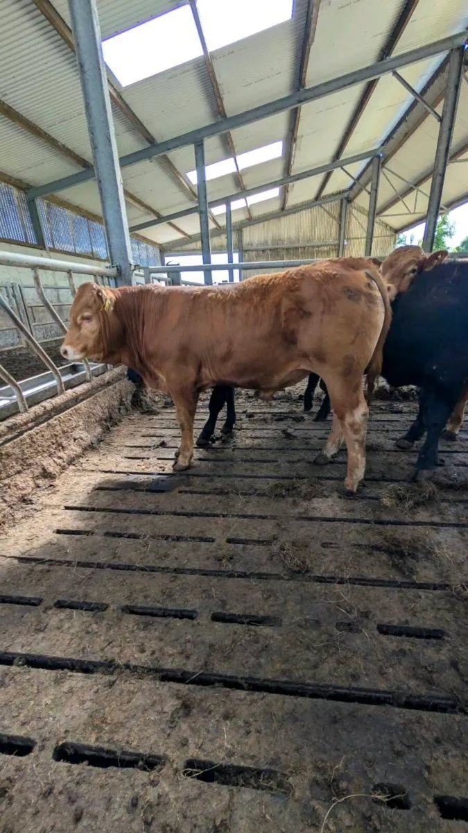 PBR Bulls - Image 1