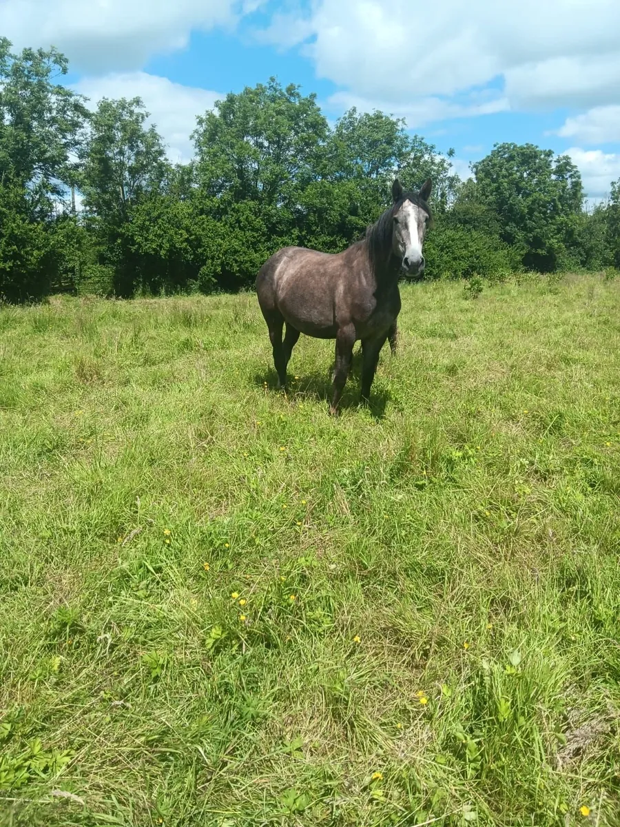 Irish Draught filly for sale - Image 4