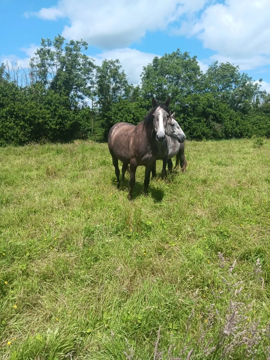 Irish Draught filly for sale - Image 2