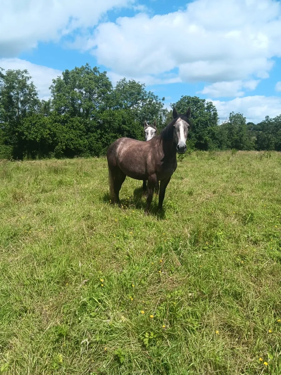 Irish Draught filly for sale - Image 1