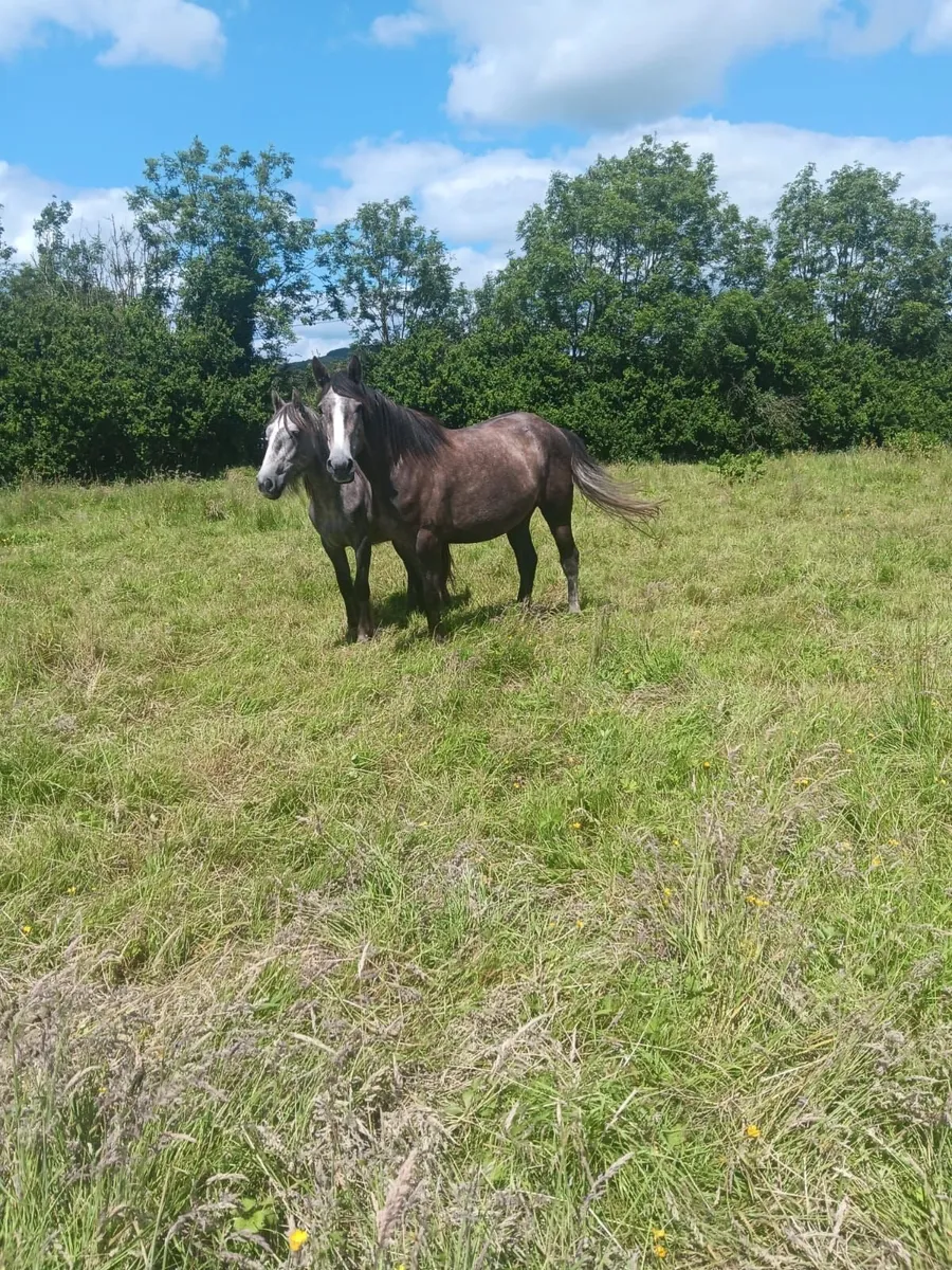 Irish Draught filly for sale - Image 3