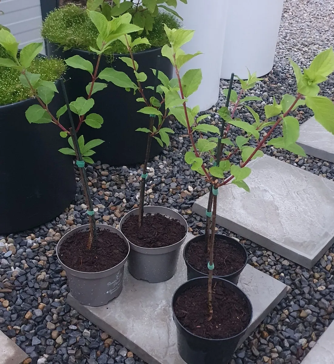 'Polar Bear' Hydrangea mini tree - Image 1