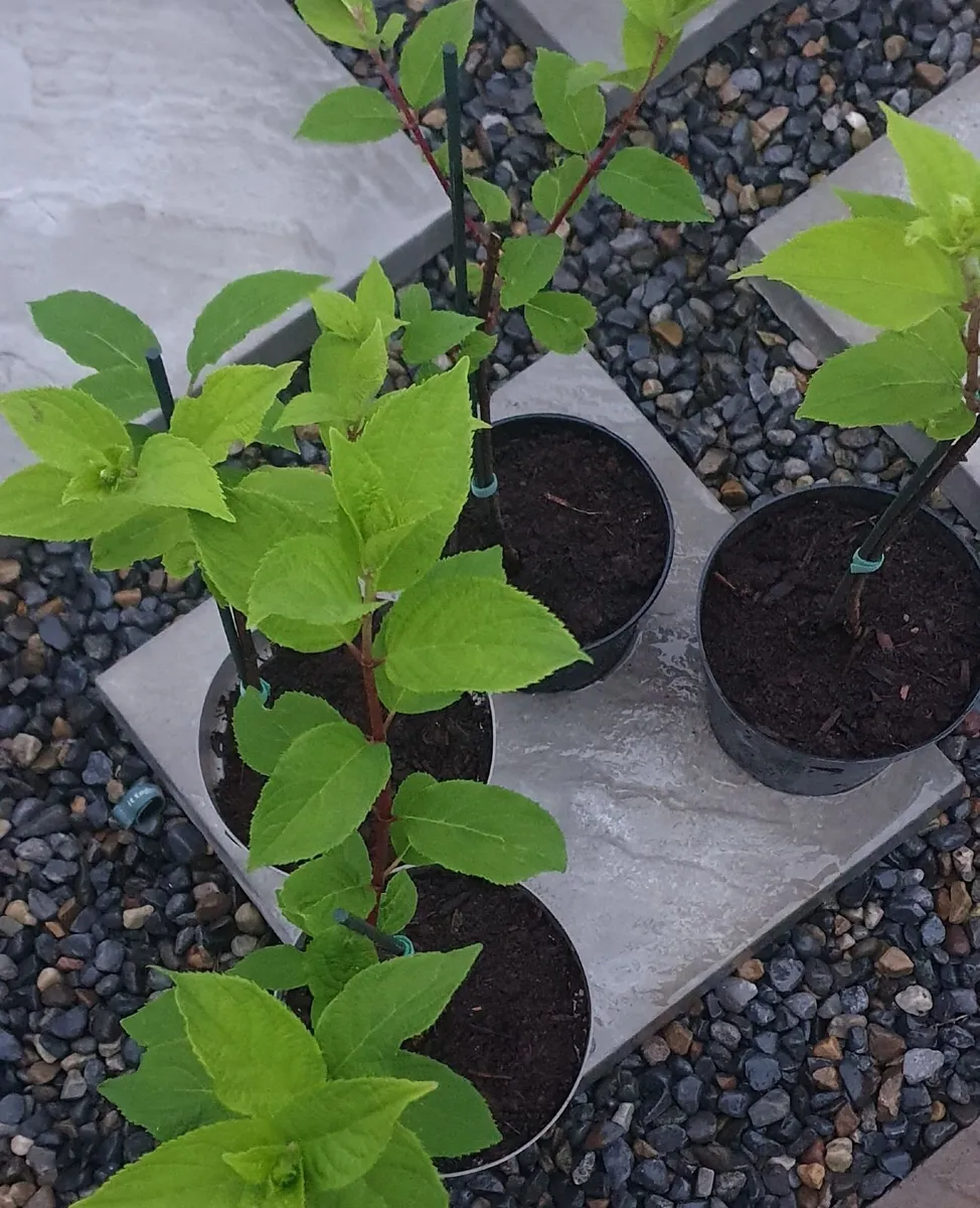 'Polar Bear' Hydrangea mini tree - Image 2