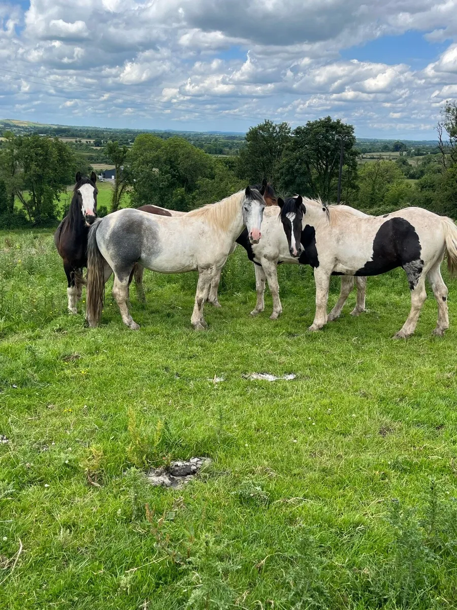 Geldings - Image 1