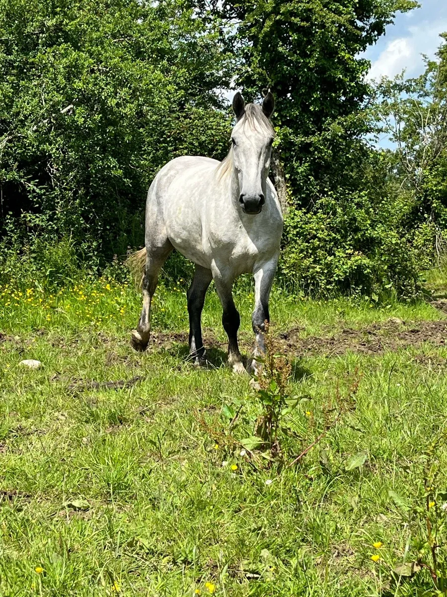 Geldings - Image 2