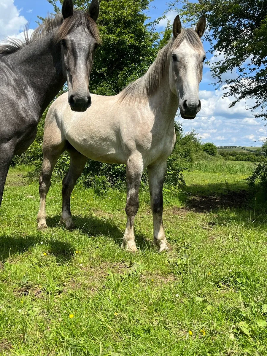 Geldings - Image 3