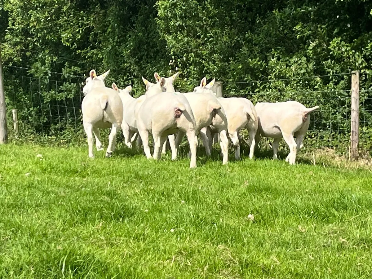 Texel Pedigree Shearlings - Image 3