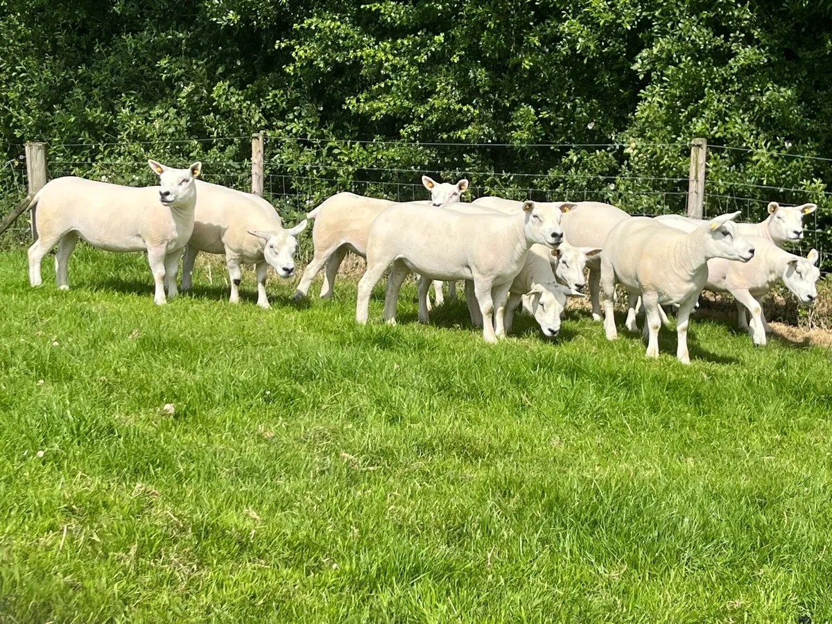 Texel Pedigree Shearlings - Image 4