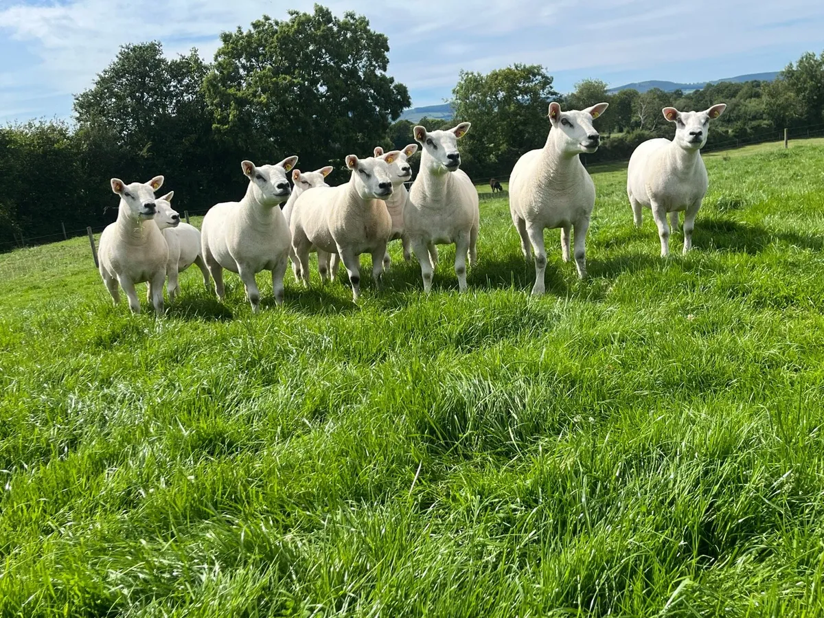 Texel Pedigree Shearlings - Image 1