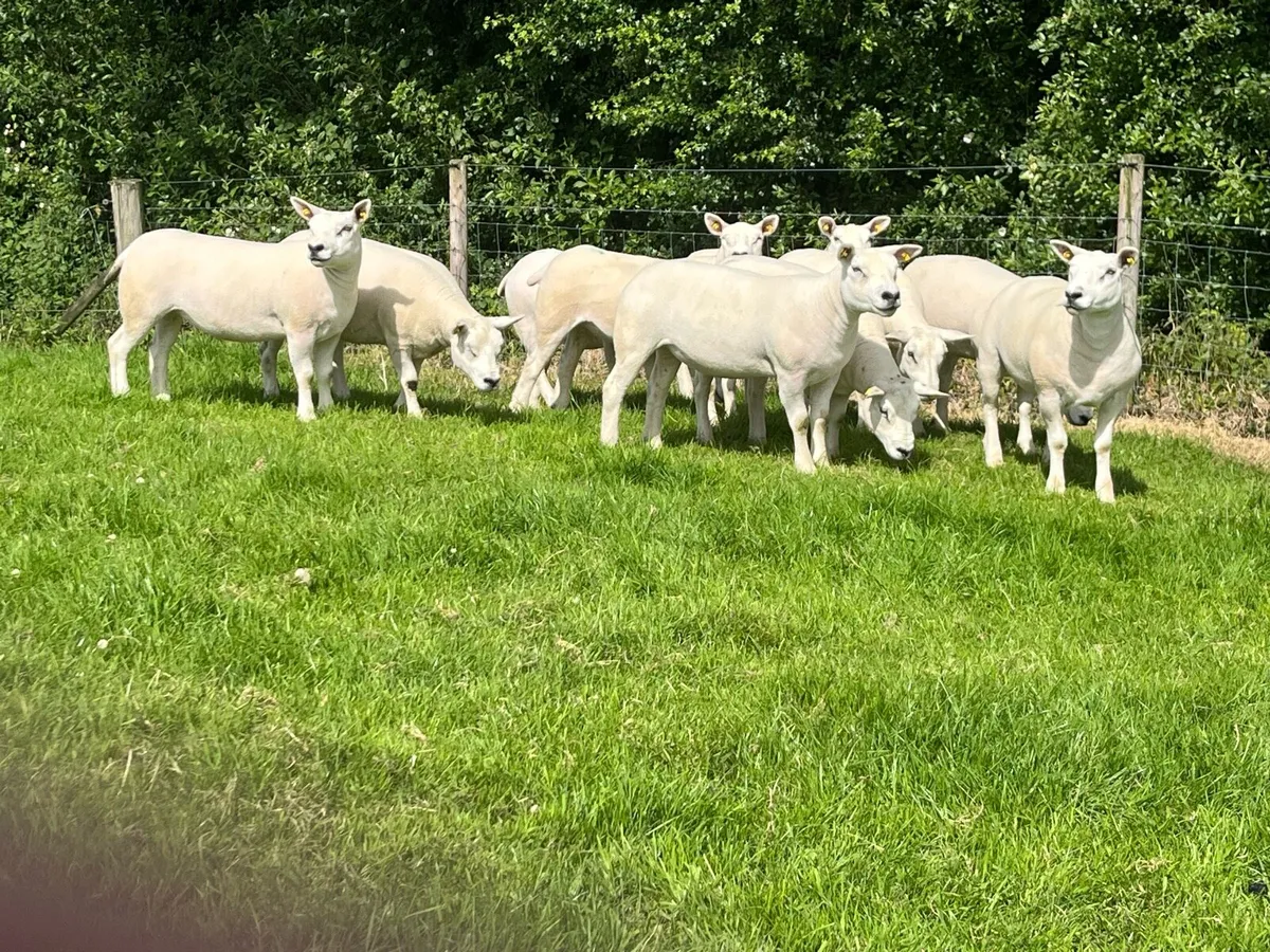 Texel Pedigree Shearlings - Image 2
