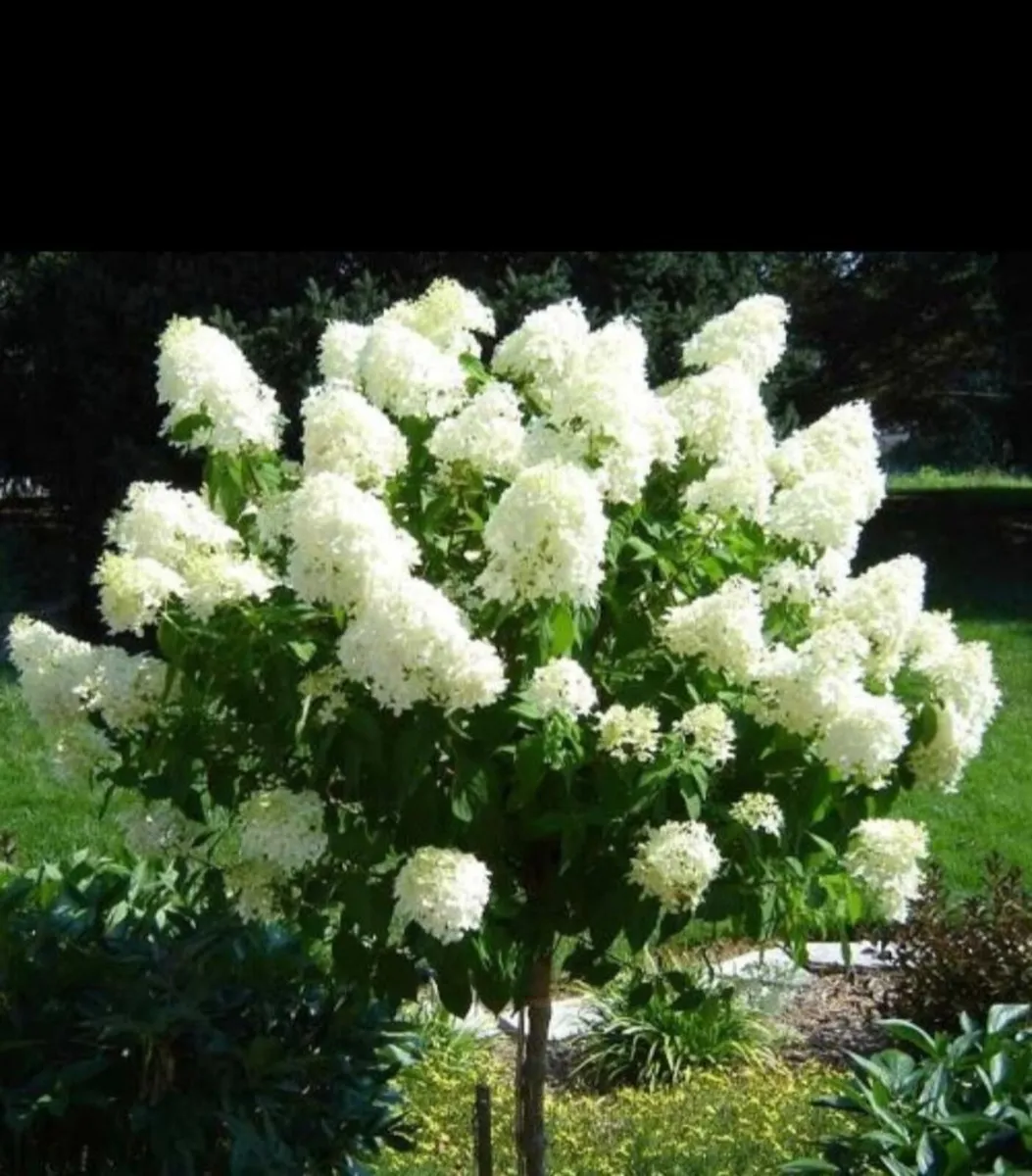 'Polar Bear' Hydrangea mini tree - Image 3