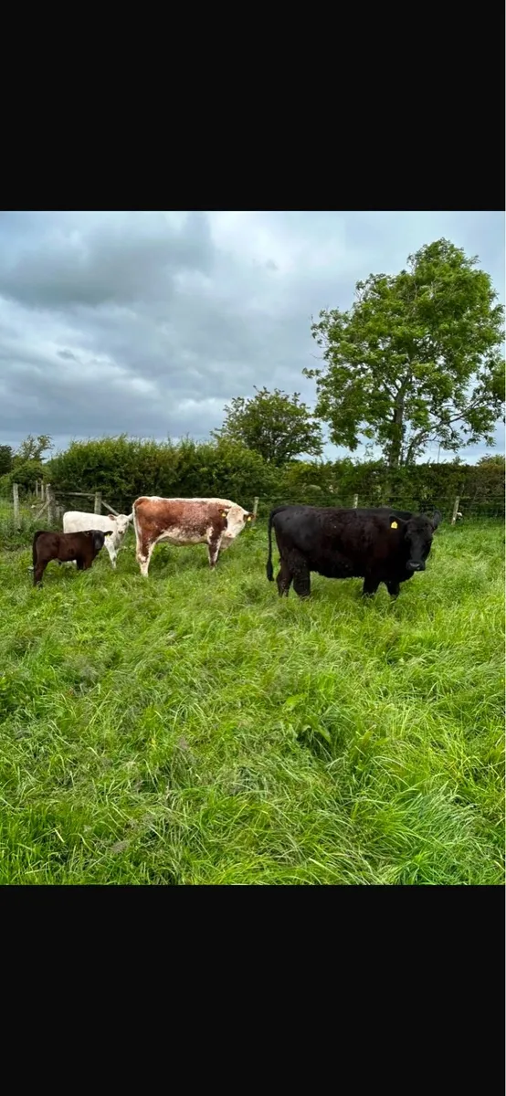 Cows - Image 1