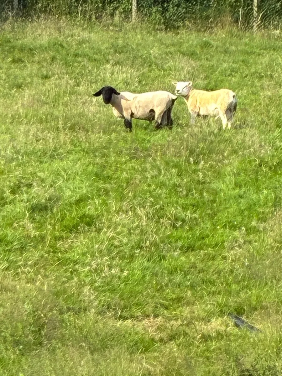 4 texel ram and 1 Suffolk - Image 1