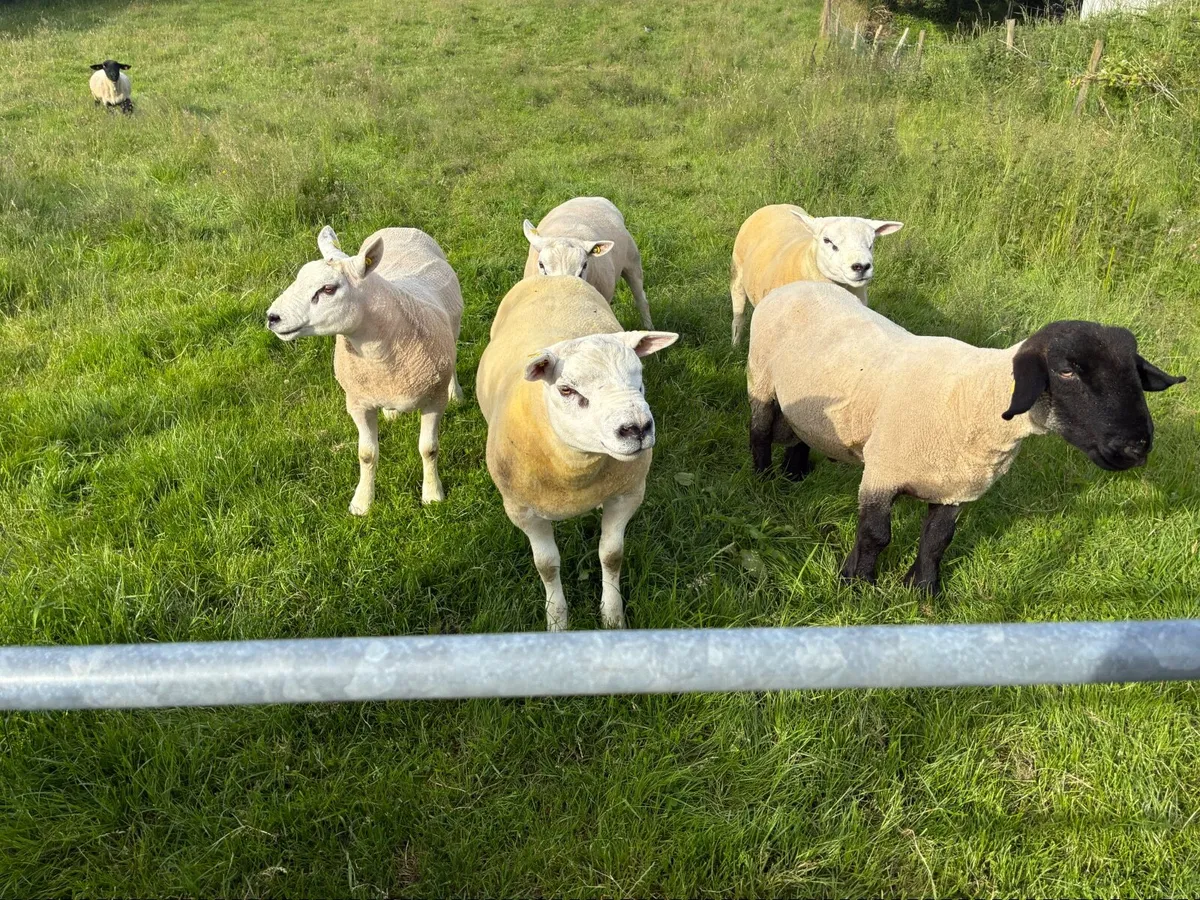 4 texel ram and 1 Suffolk - Image 2