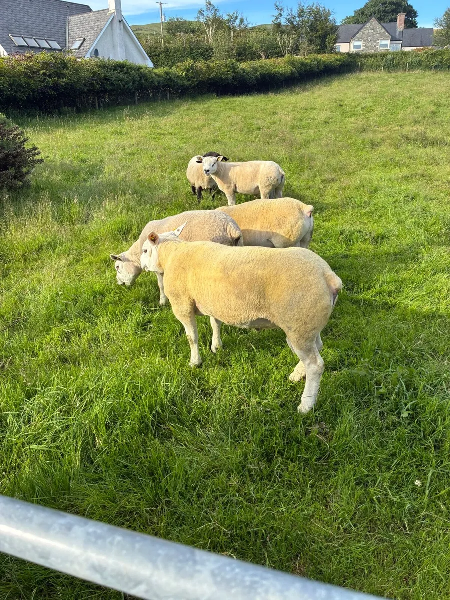 4 texel ram and 1 Suffolk - Image 3