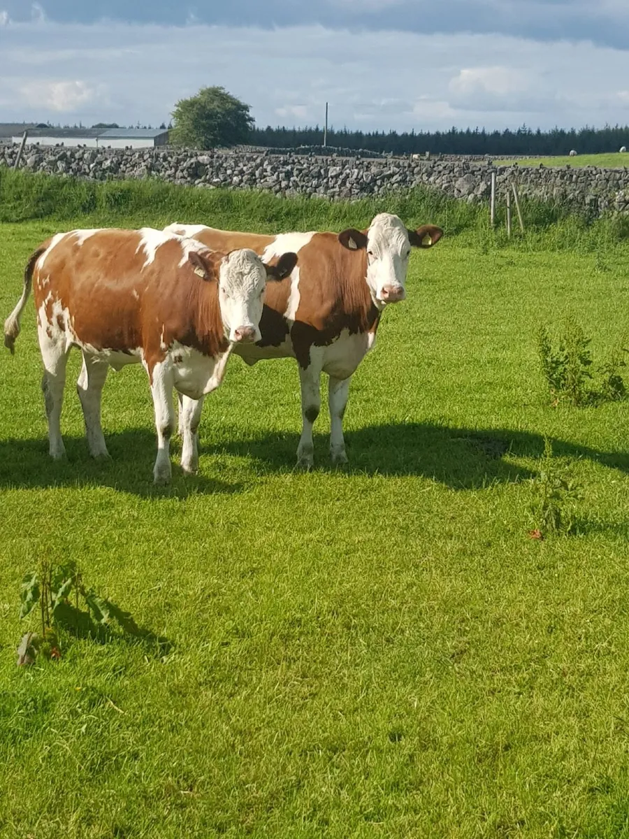 In calf heifers - Image 1