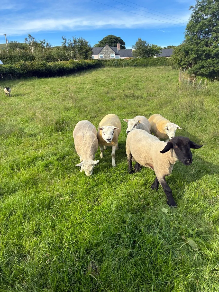 4 texel ram and 1 Suffolk - Image 4
