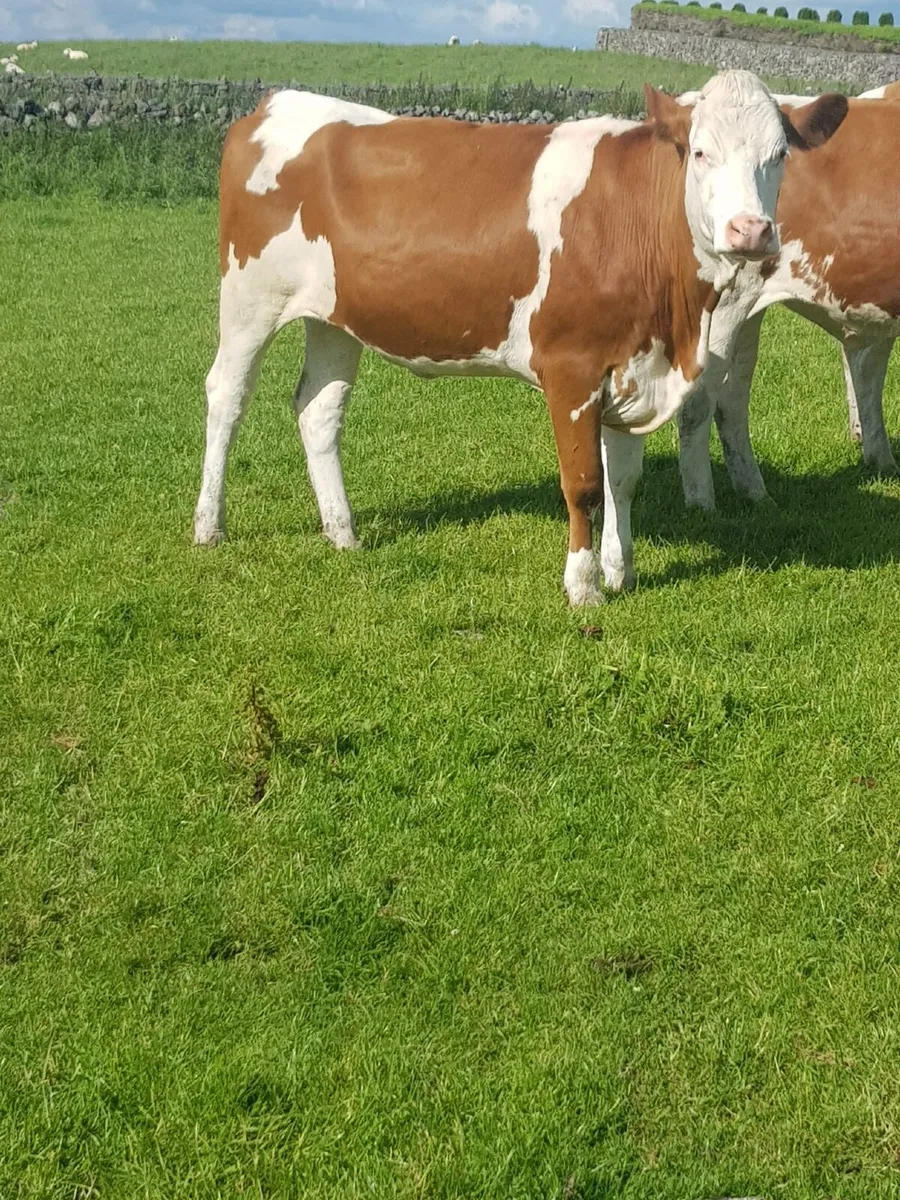 In calf heifers - Image 3