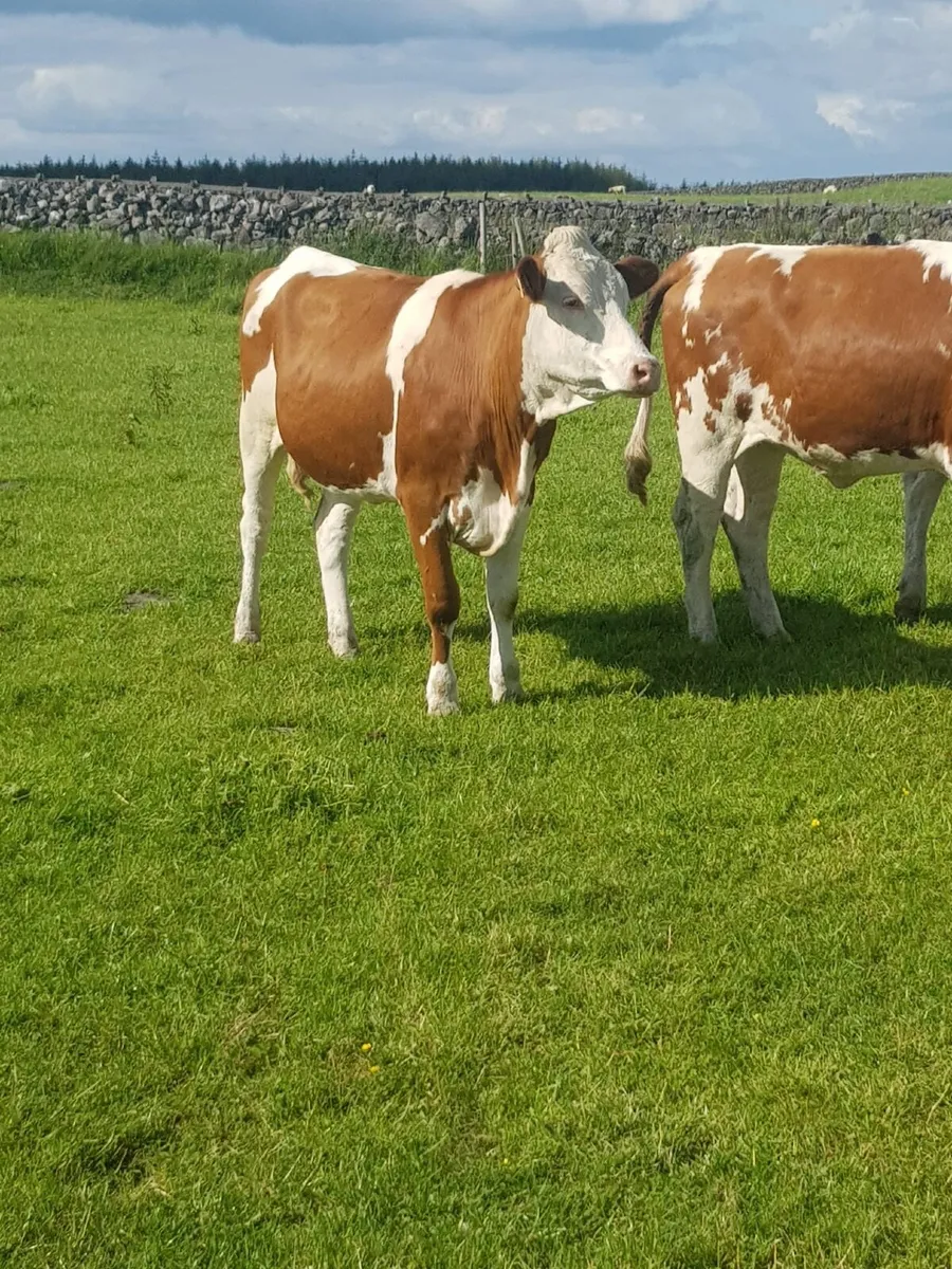 In calf heifers - Image 2