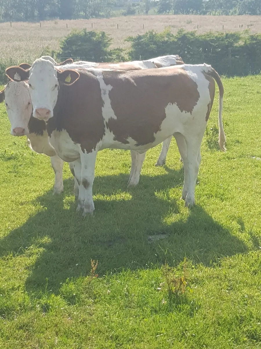 In calf heifers - Image 4