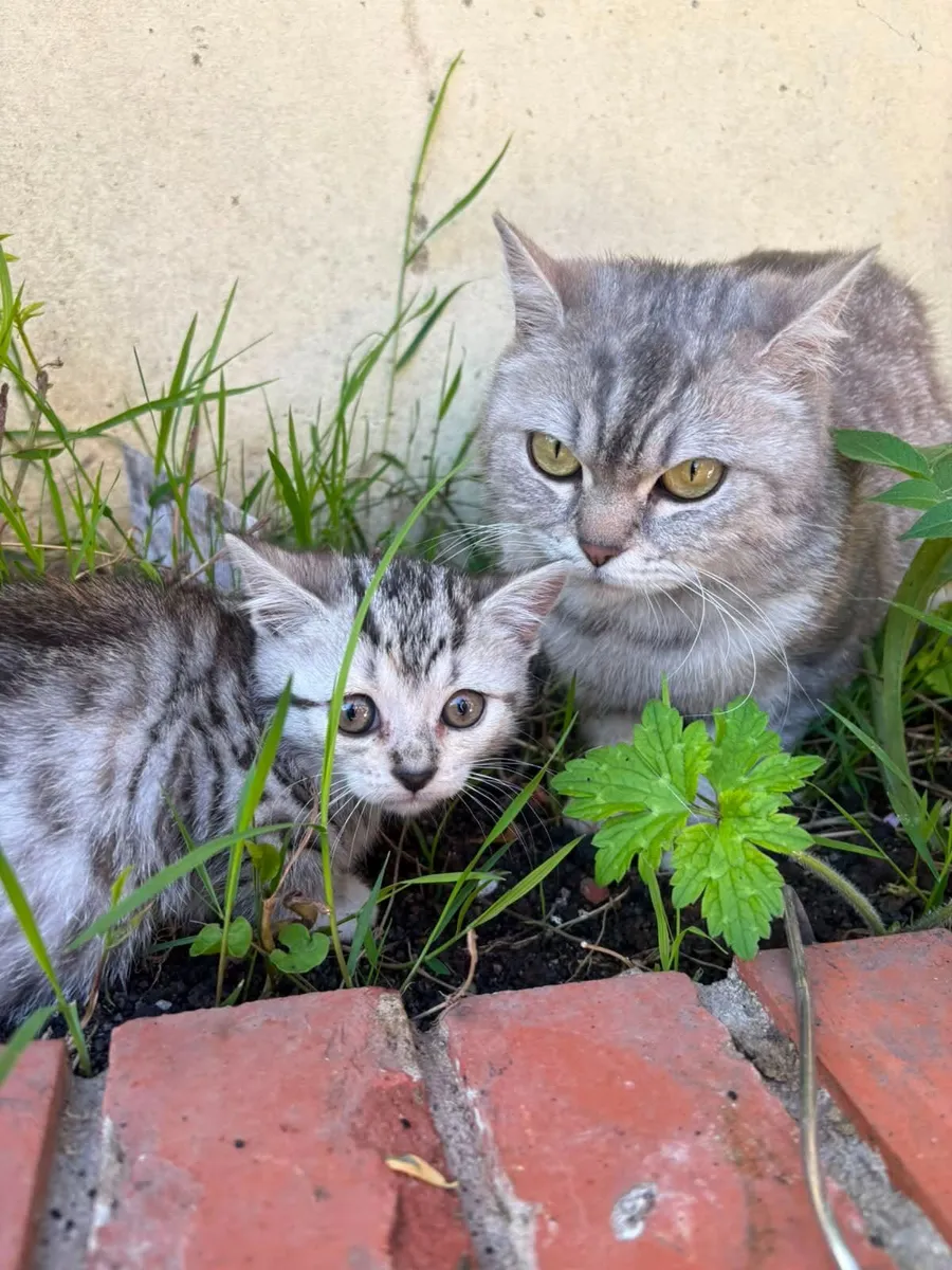 Kitten's - Image 2