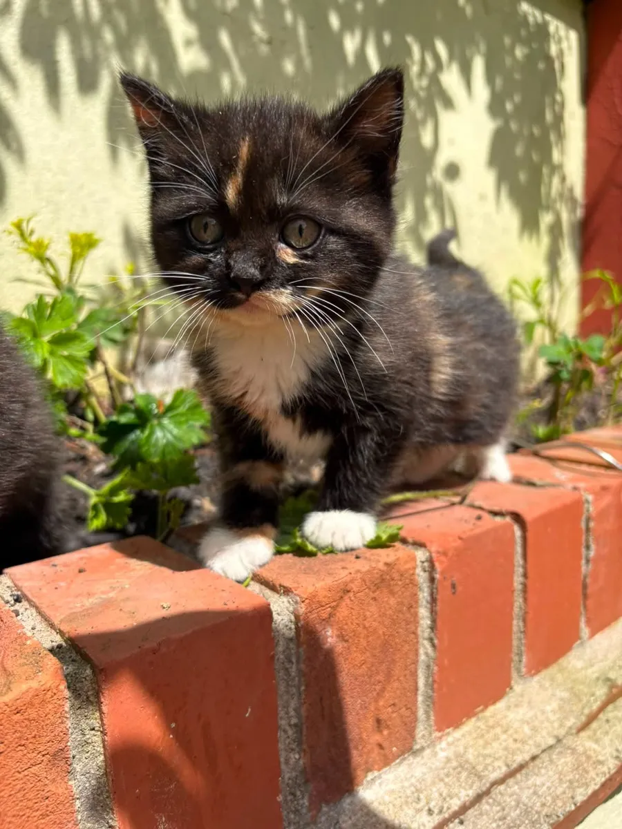 Kitten's - Image 3