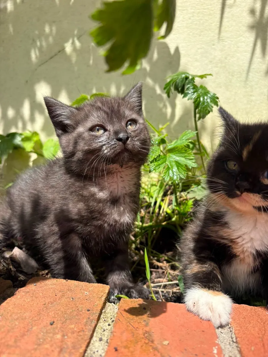 Kitten's - Image 4