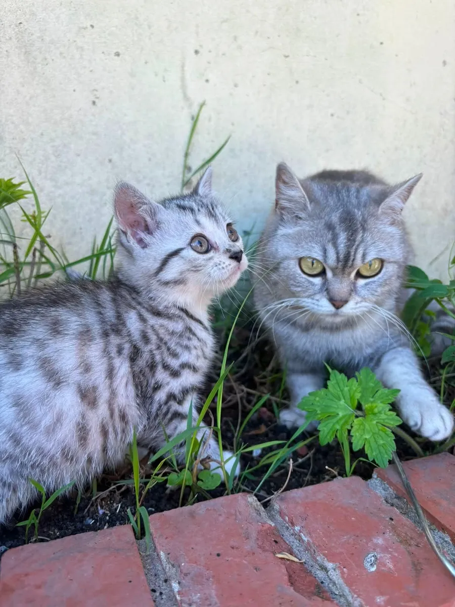 Kitten's - Image 1