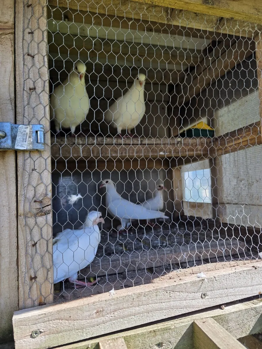 White Logan Pigeons - Image 4