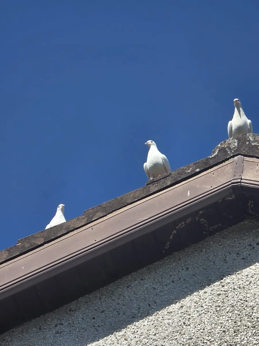 White Logan Pigeons - Image 1