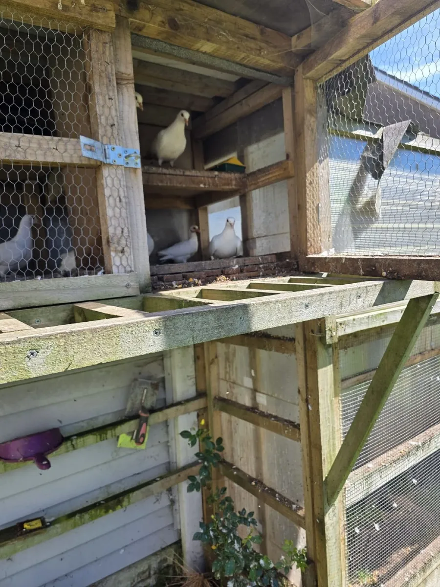 White Logan Pigeons - Image 2