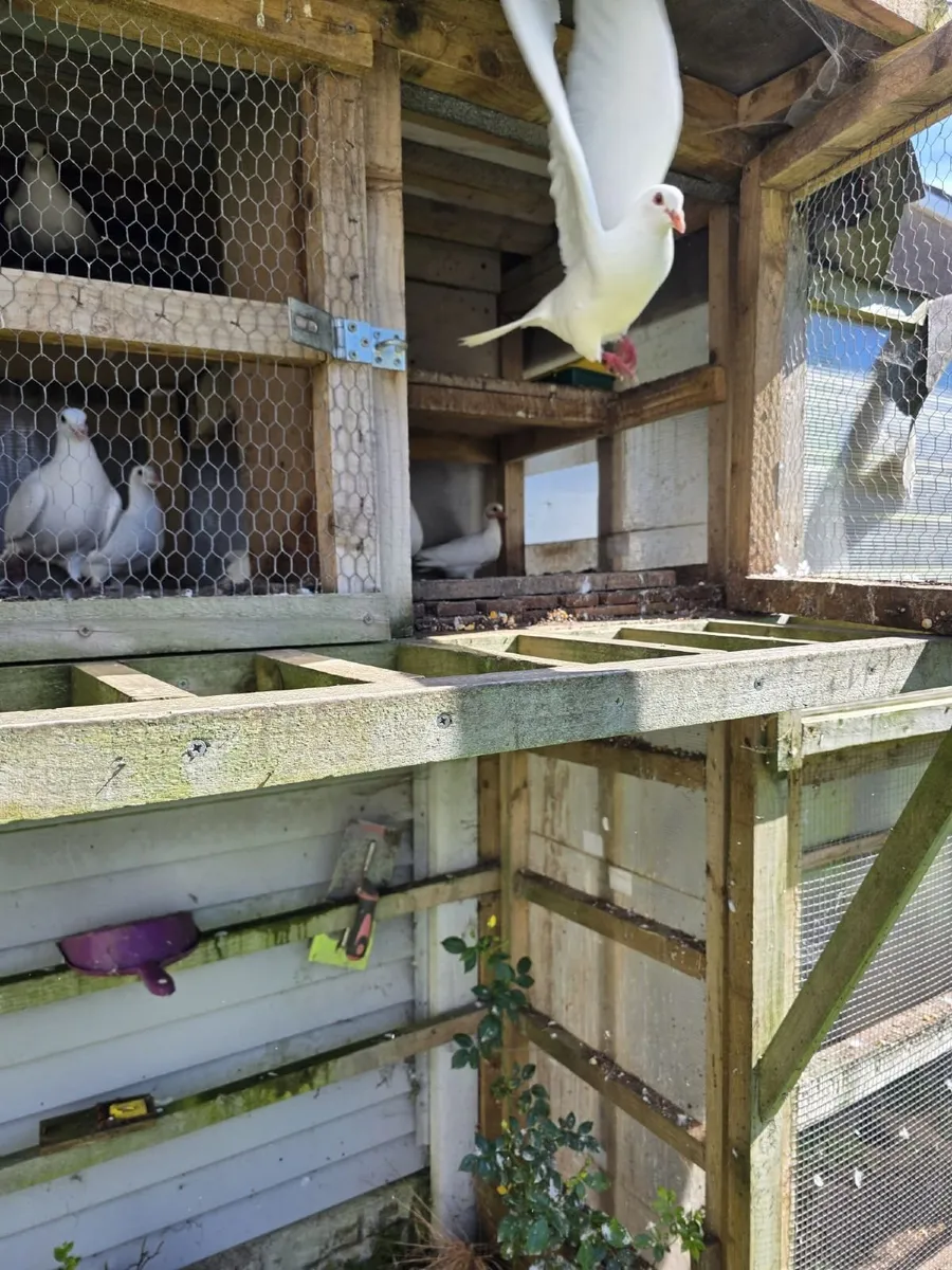 White Logan Pigeons - Image 3