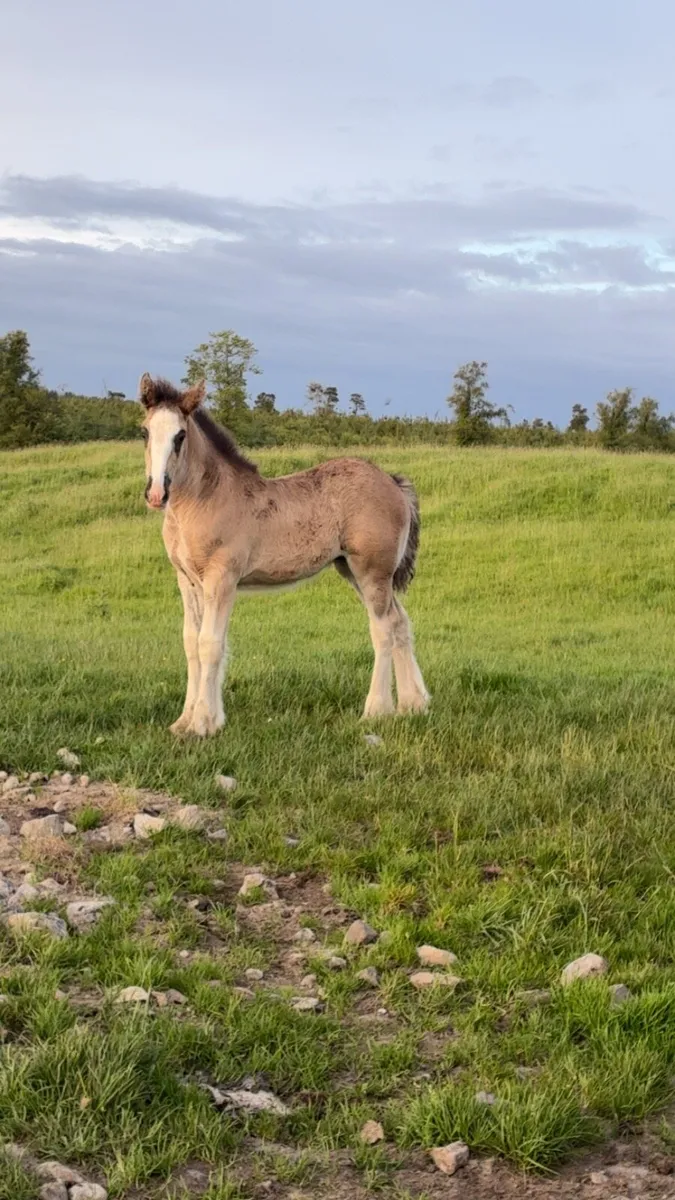 Filly foal - Image 2