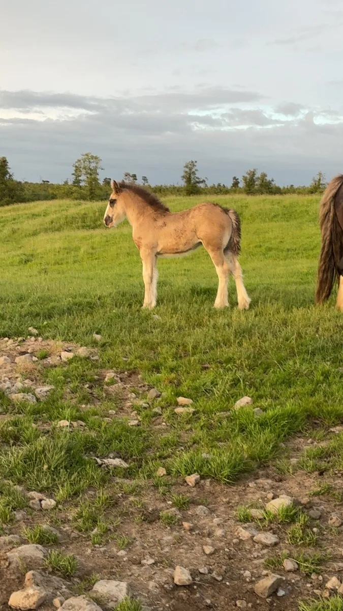 Filly foal - Image 1