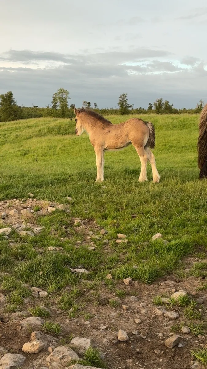 Filly foal - Image 4