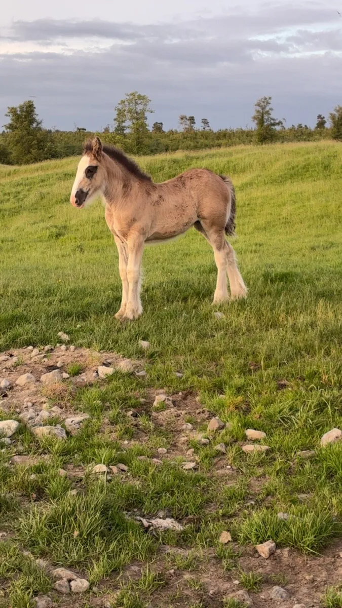 Filly foal - Image 3