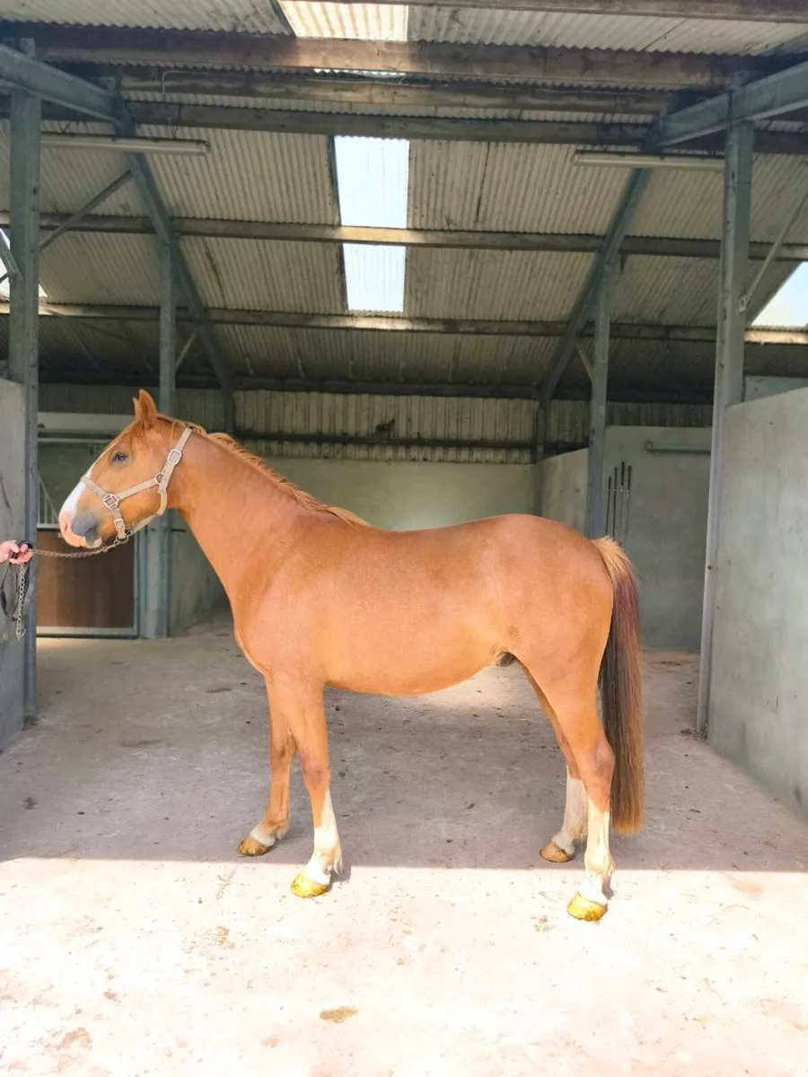 3 year old Irish Draught Gelding - Image 1