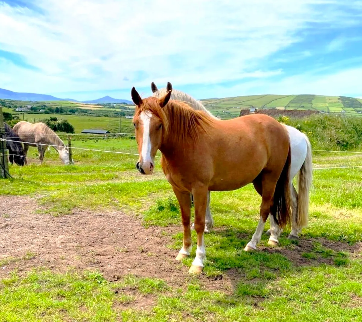 3 year old Irish Draught Gelding - Image 3