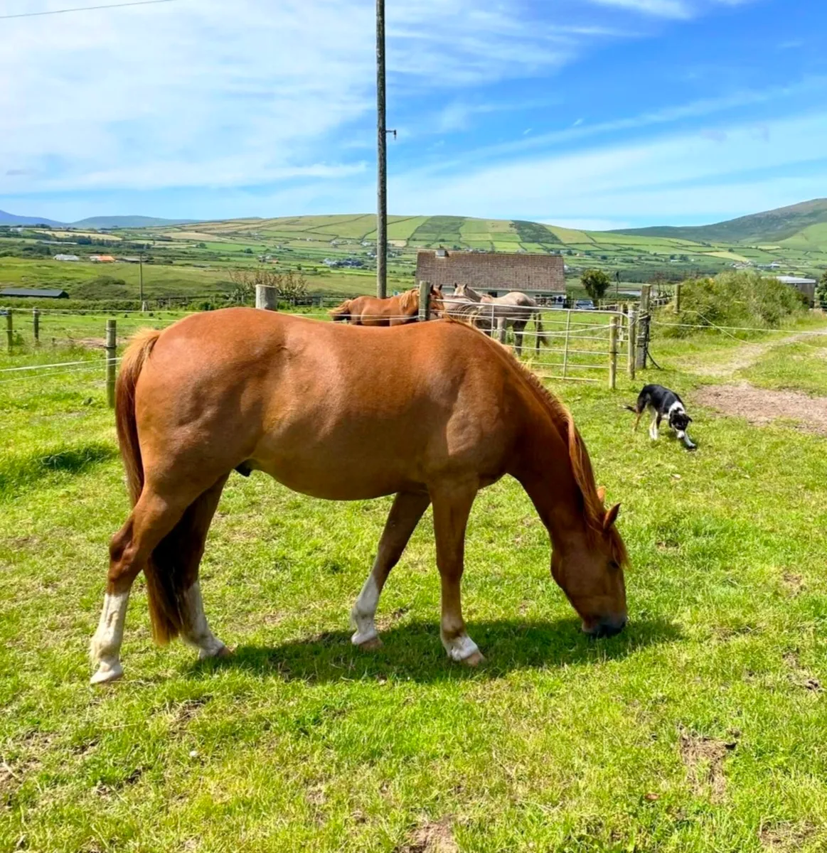 3 year old Irish Draught Gelding - Image 4