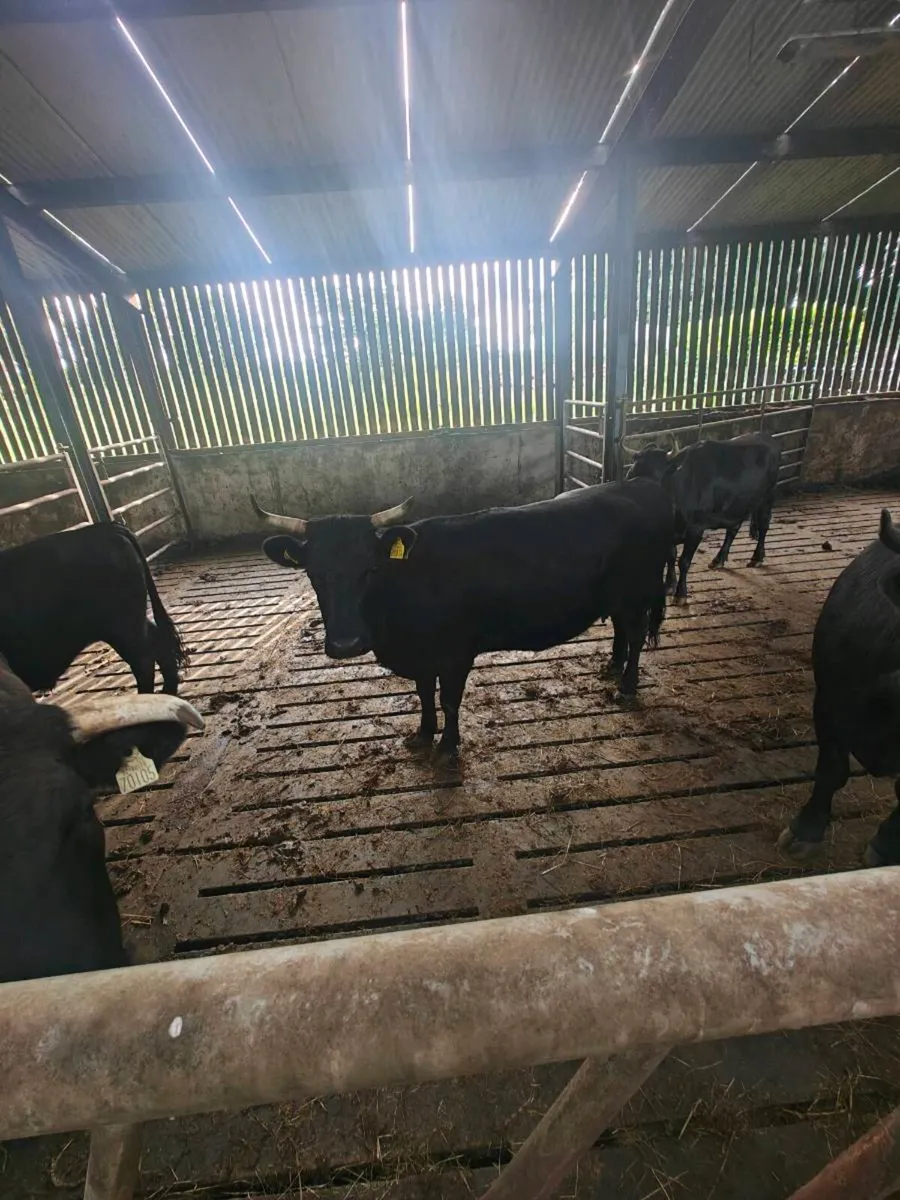Organic dexter cows - Image 2