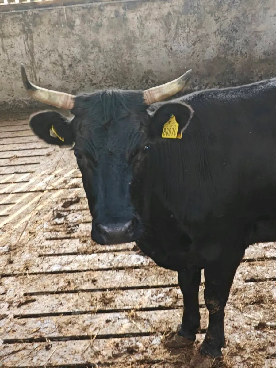 Organic dexter cows - Image 3