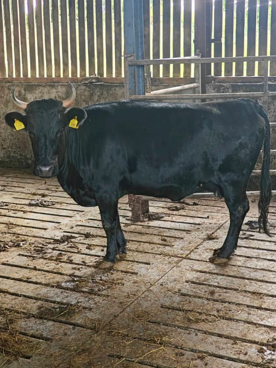 Organic dexter cows - Image 4