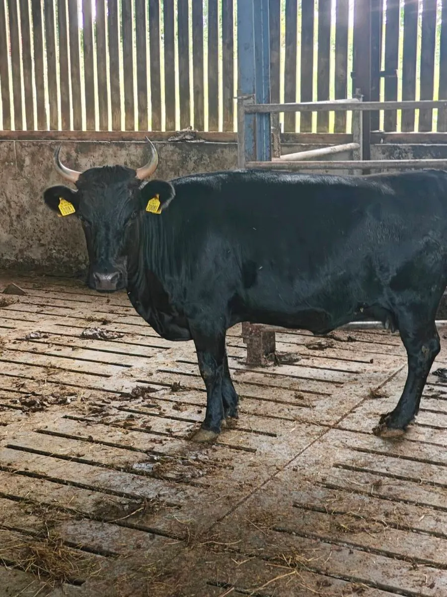 Organic dexter cows - Image 1