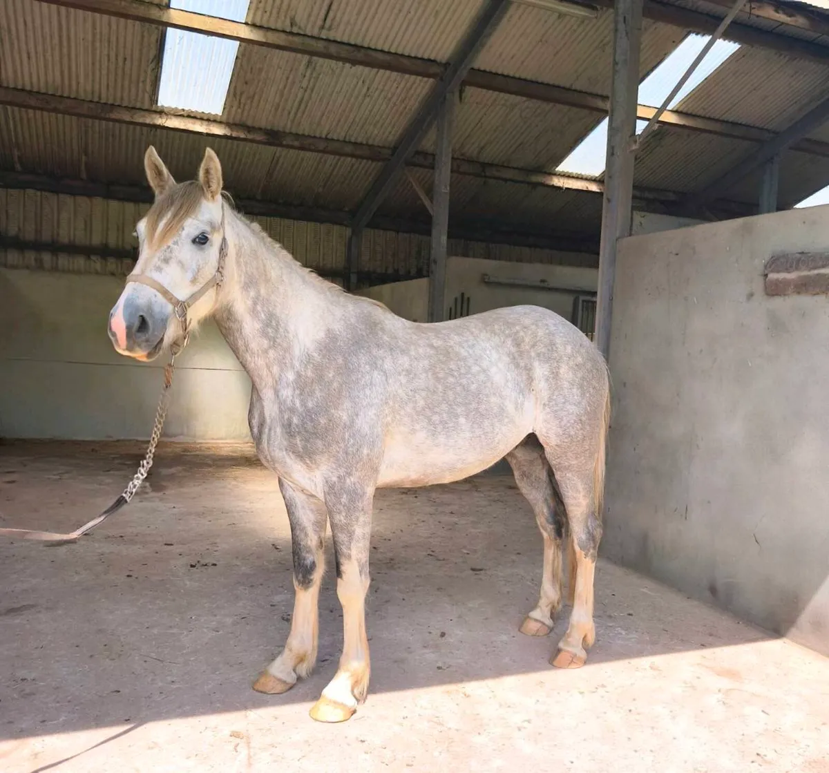 3 year old Irish Draught Gelding - Image 2