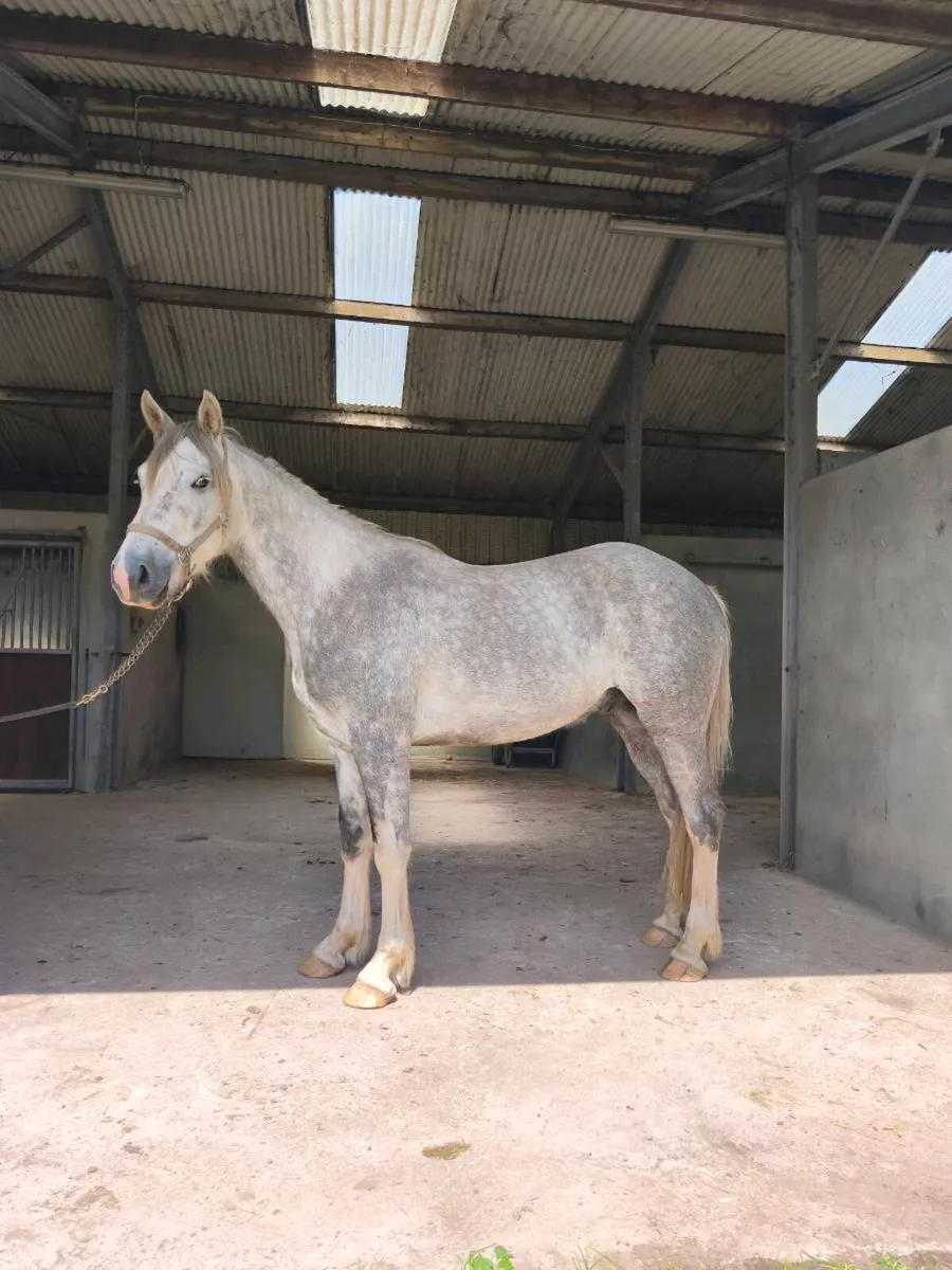 3 year old Irish Draught Gelding - Image 3