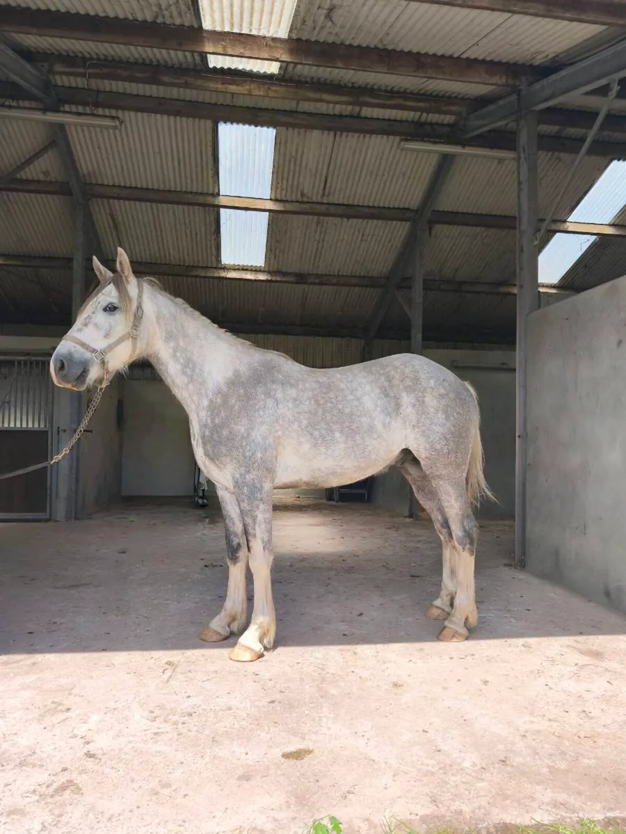 3 year old Irish Draught Gelding - Image 1
