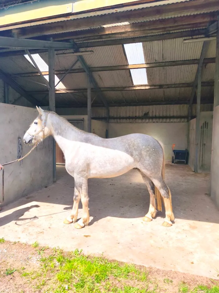 3 year old Irish Draught Gelding - Image 4