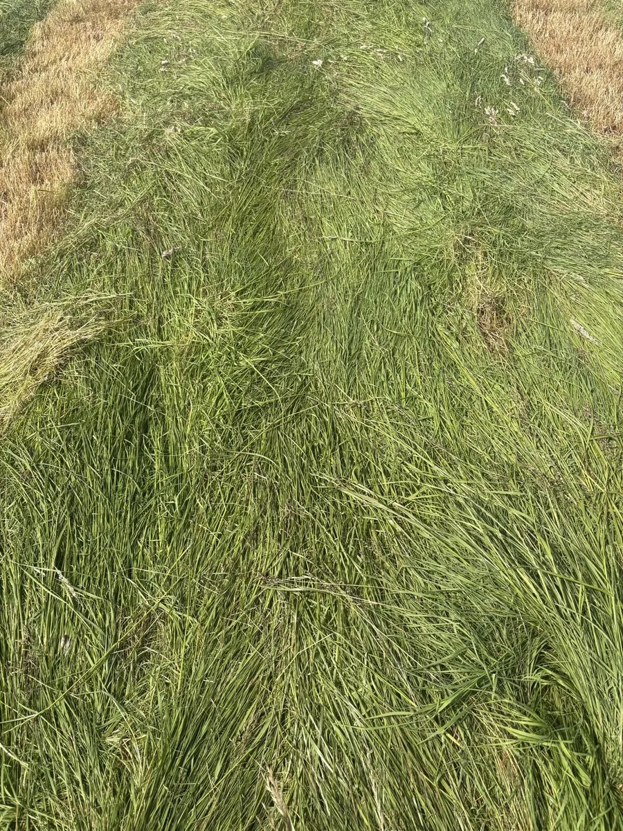 Silage bales - Image 1