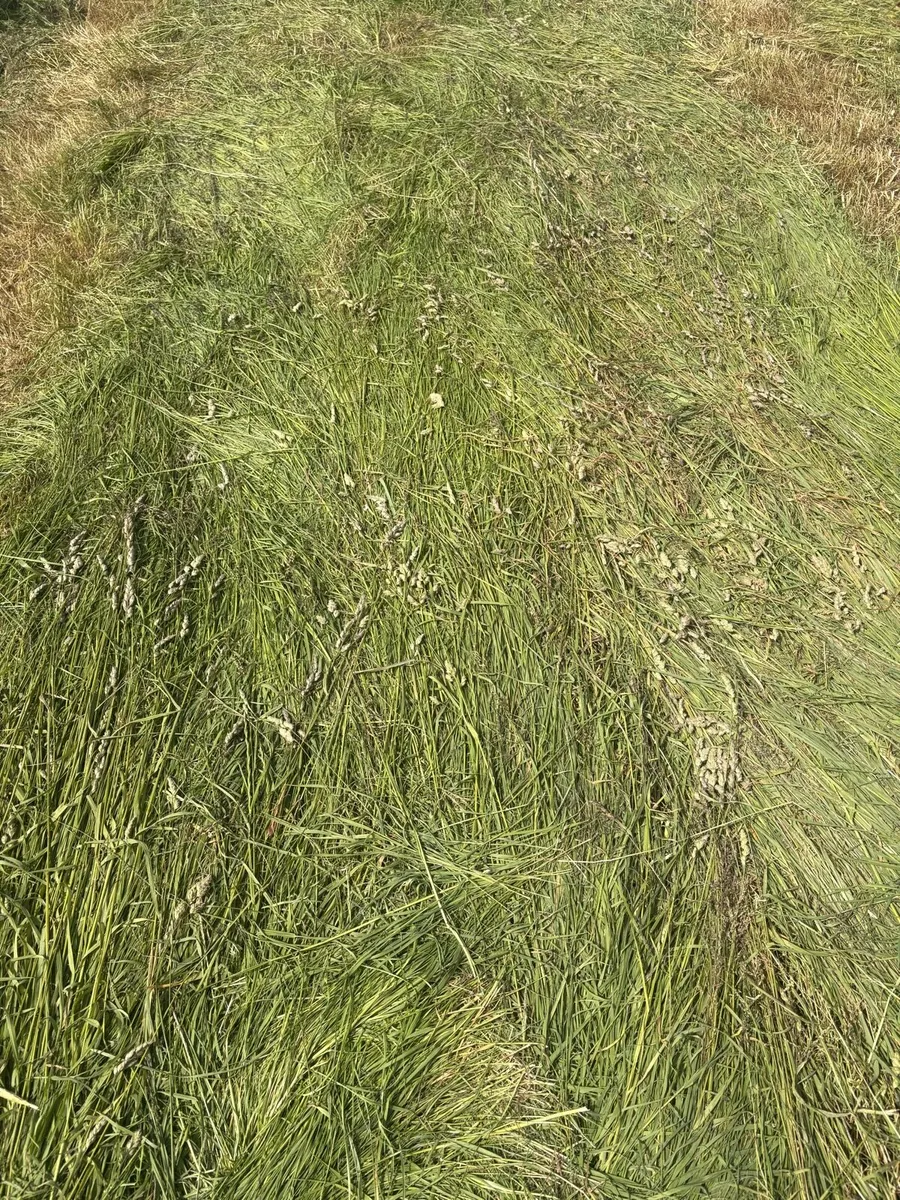 Silage bales - Image 2